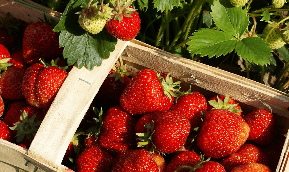 Bioaardbeien, mmm - (c) VLAM