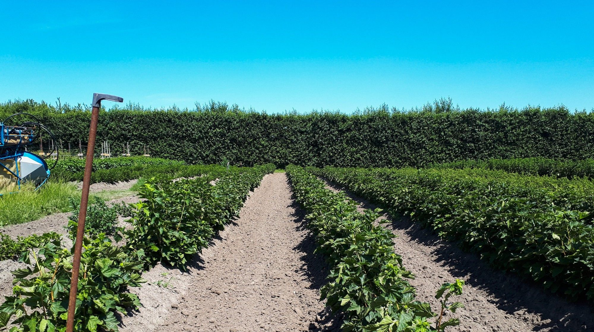 Een dikke haag naast een bioveld kan drift tegenhouden - (c) CCBT

----

Sort: 5