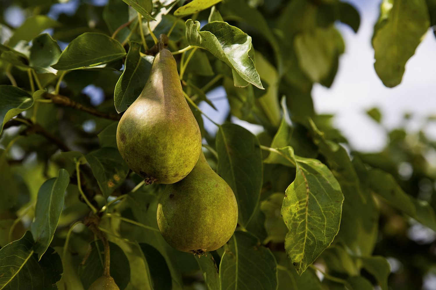 Bioperen doen het goed - (c) EU