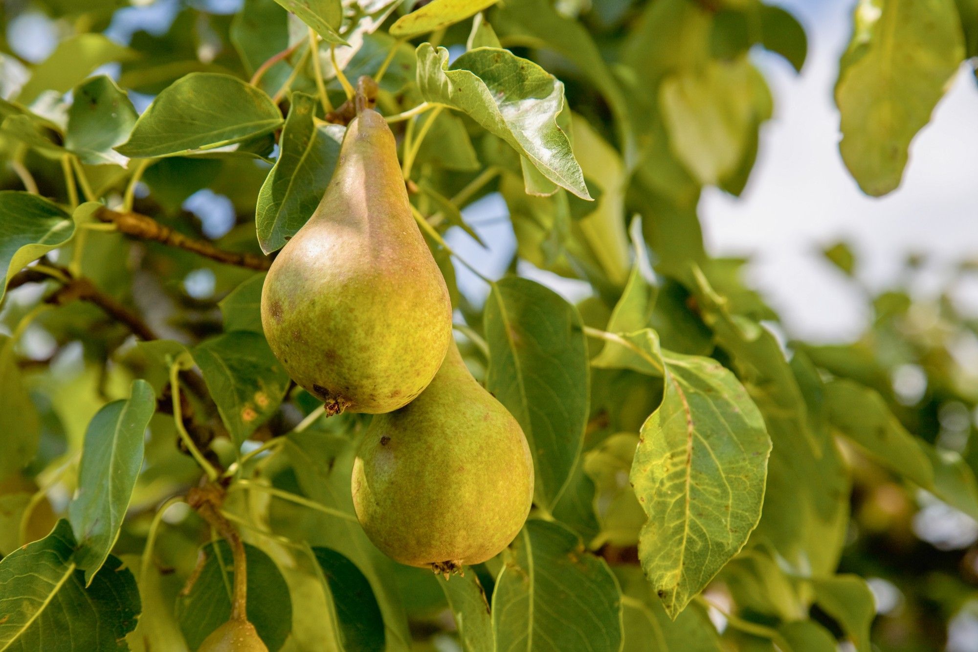 Peren rijp om te plukken - (c) EC

----

Sort: 2