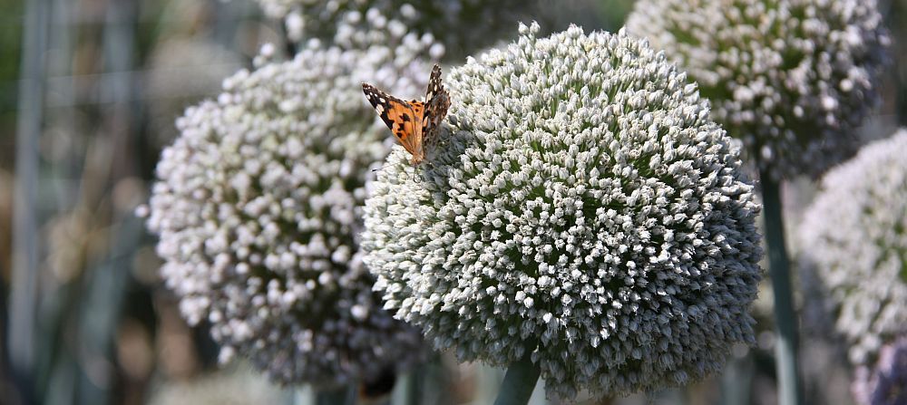 Prachtige uistengel in bloei - dat levert heel wat zaad op! - (c) Akelei