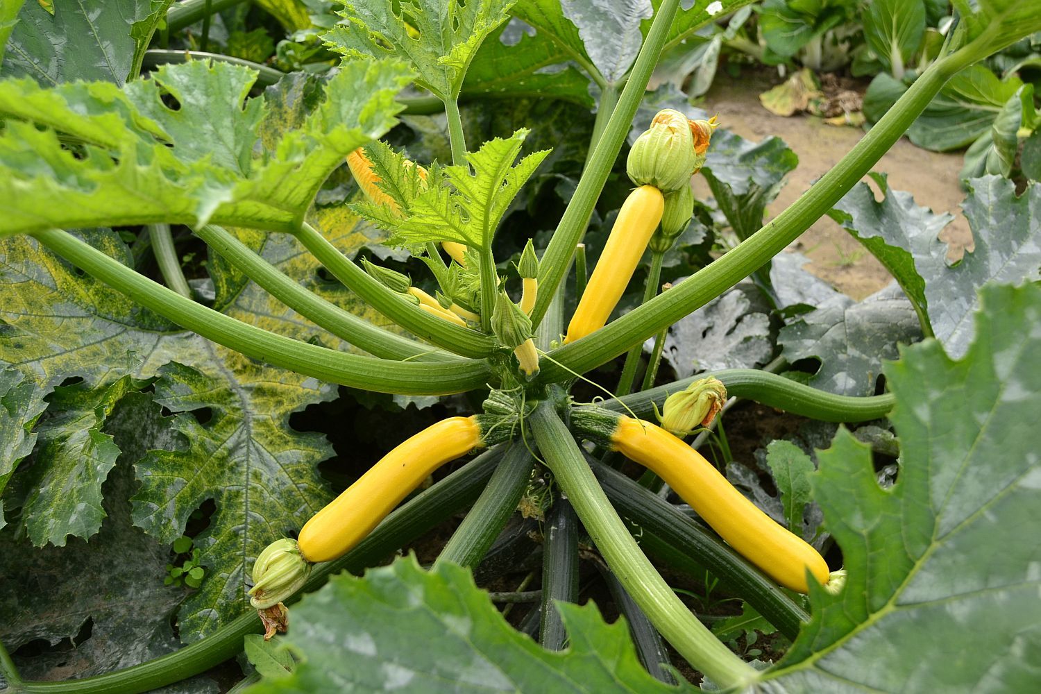 Gele biocourgette in volle groei - (c) VLAM, P. De Laet
