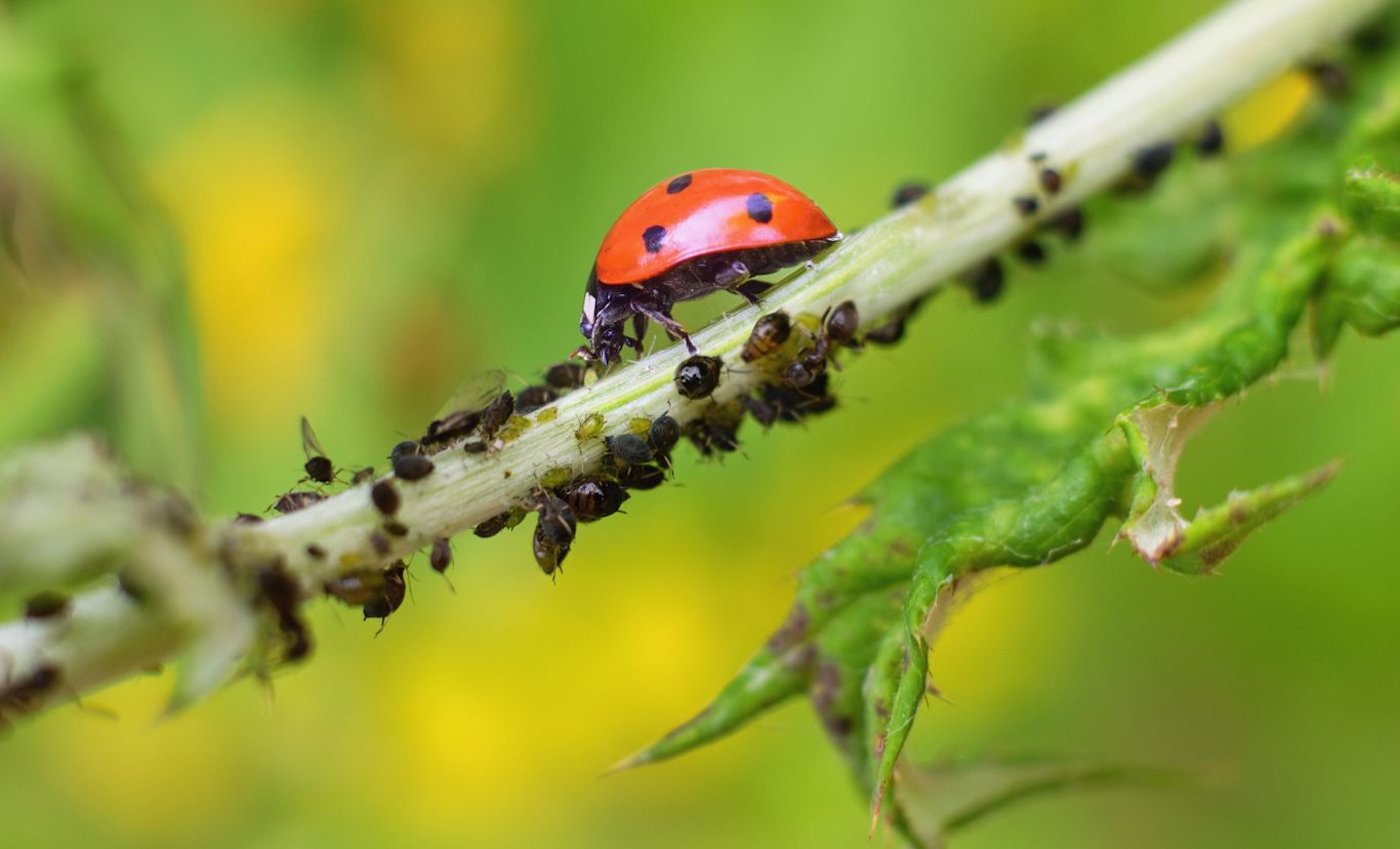 Afbeelding van het artikel