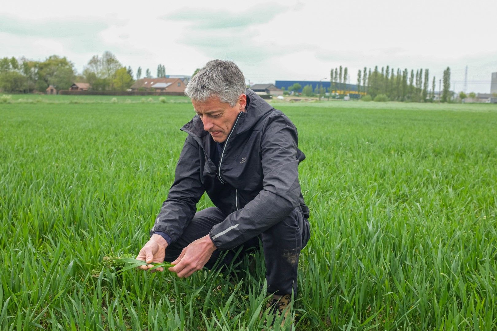 Graanteler Ivan Pollet inspecteert zijn gewas - (c) VLAM