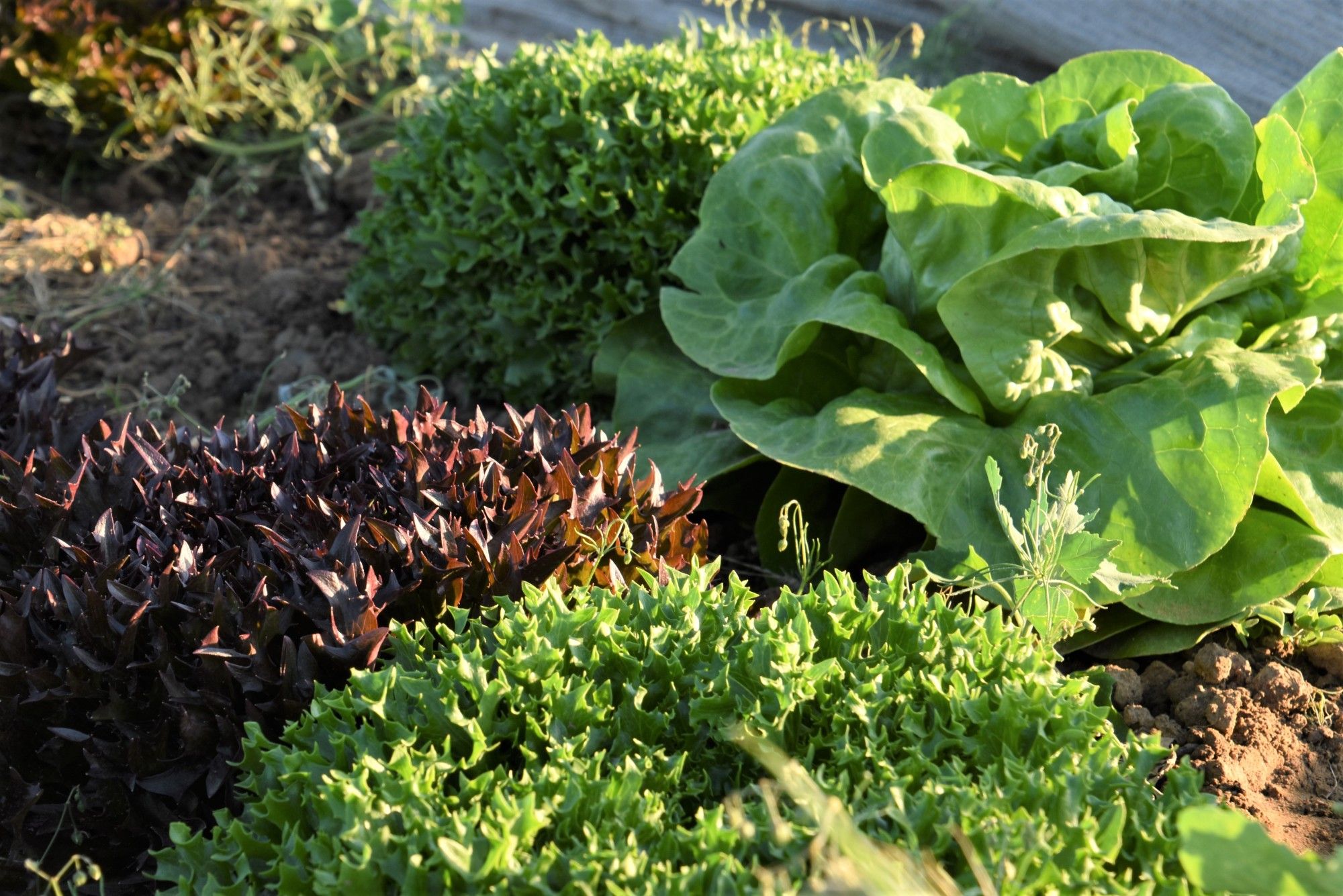 Lekkere biologische sla's op het veld - (c) VLAM, P. De Laet