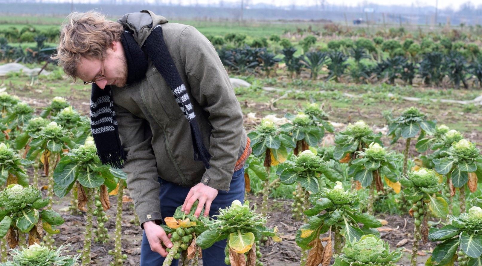 Wim Michels  bij de spruitjes op zijn zelfoogstboerderij  - (c) Landwijzer