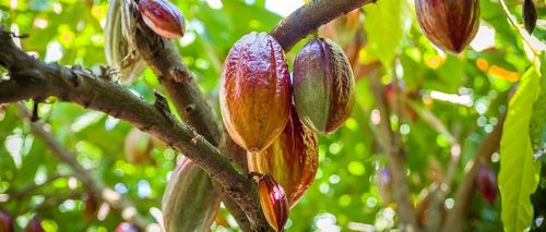 Cacaobonen groeien in grote vruchten aan de cacaoboom -- (c) VLAM