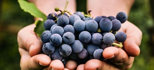 Versgeplukte blauwe druiven, basis van de rode wijn