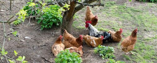 Biokippen houden wel van begroeiing en beschutte plekjes buiten