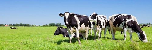 Biologische koeien grazen lente en zomer buiten - en dat beïnvloedt de smaak van de melk