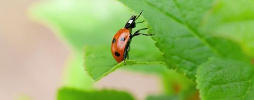 Lieveheersbeestjes zijn erg nuttige insecten voor de bioteler - (c) VLAM