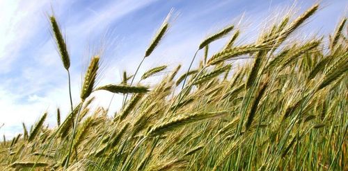 Triticale is een graansoort die de bodem prima bedekt - (c) VLAM