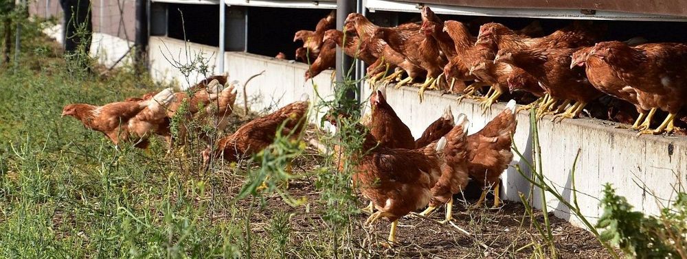 11u! De eerste biokippen gaan naar buiten - (c) VLAM, Patricia De Laet