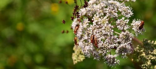 Veldbloemen trekken allerlei insecten aan - (c) VLAM, Patricia De Laet