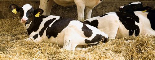 De kalfjes rusten uit in een ruime stal - (c) VLAM, EC