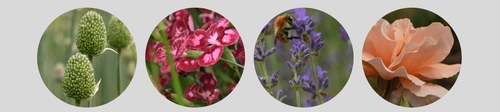 V.l.n.r. Kogellook - prachtanjer – lavendel - roos - (c) VLAM, P. De Laet