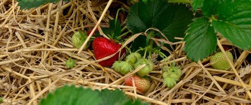 Aardbeien op bedje van stro @De Levensbron (c)VLAM