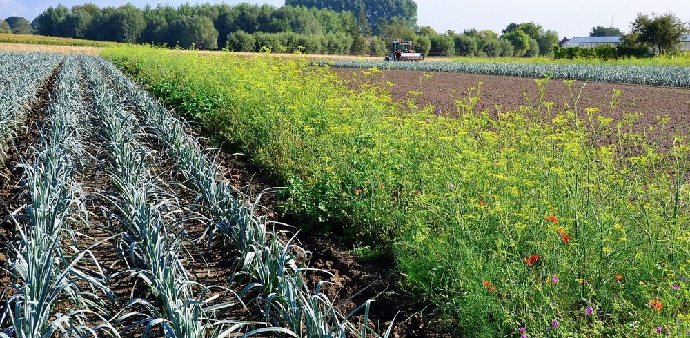 Bloemenrand naast preiteelt bij Agrico, (c) VLAM, P. De Laet