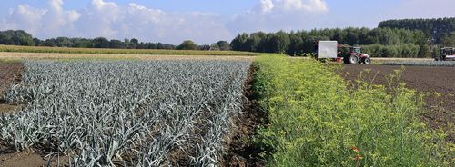 Biogroenten staan altijd stevig geworteld in de grond (locatie: Agrico) - (c) VLAM, P. De Laet