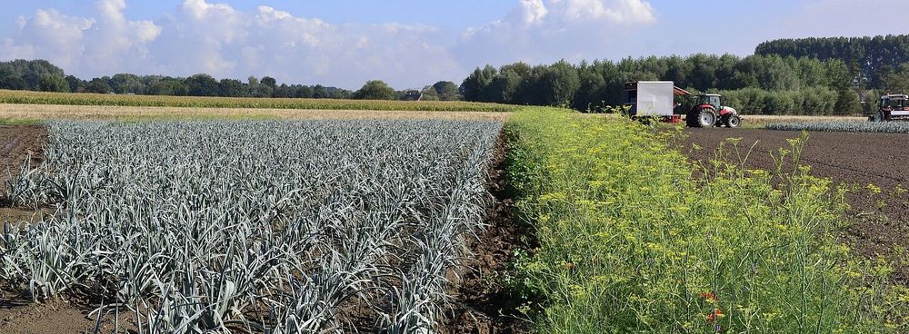 Bioprei met bloemenrand bij Agrico - (c) VLAM, P. De Laet