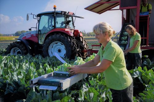 Bloemkooloogst! Moeder Chris en dochter Kim aan het werk - (c) Vlam