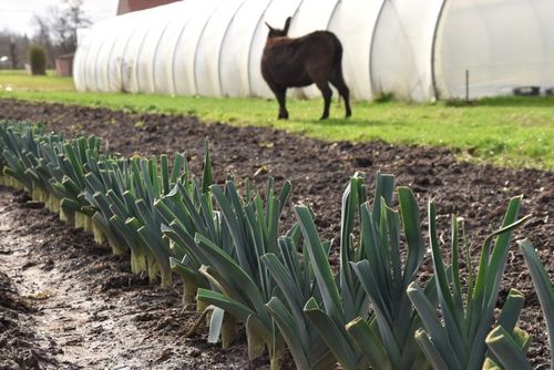 Geselecteerde prei bij Akelei, opnieuw geplant om zaad te produceren - (c) VLAM, Patricia De Laet