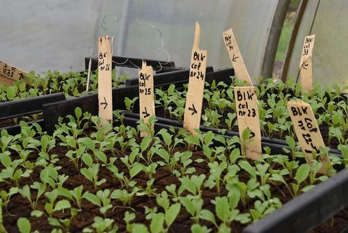 Bloemkoolplantjes gezaaid uit verschillende soorten zaden  bij Akelei - (c) VLAM, P. De Laet