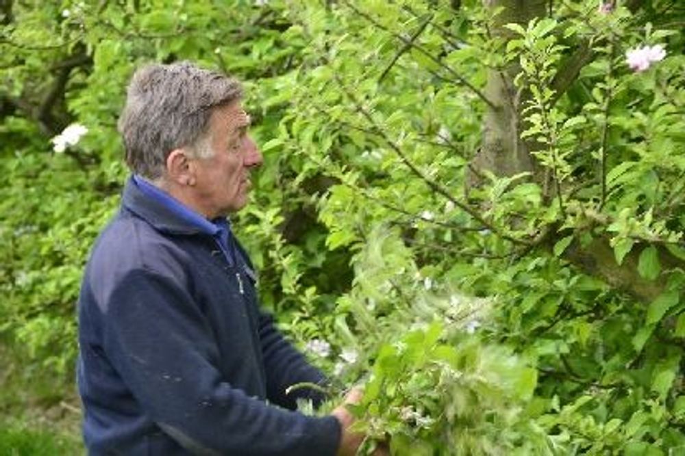 Vader Michel knipt de takken met witziekte eigenhandig weg - (c) VLAM