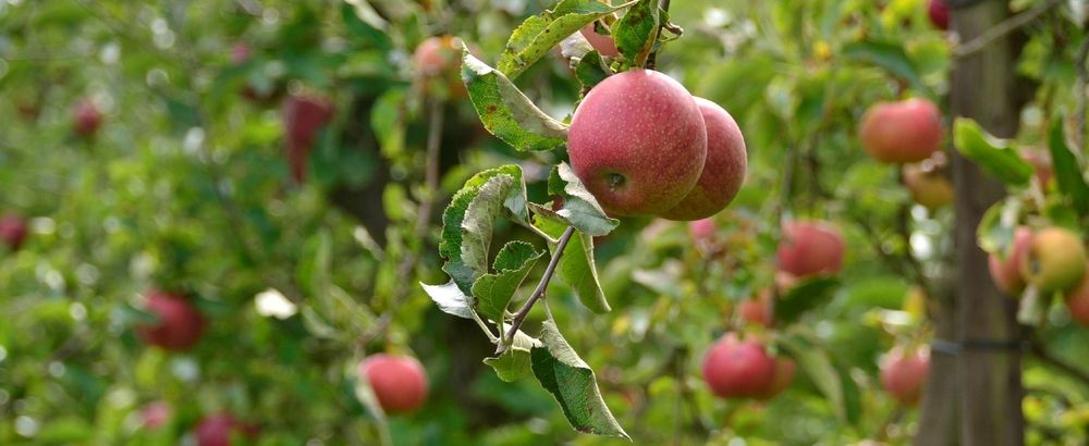 Krakende bioappels bij de Appelfabriek - (c) VLAM
