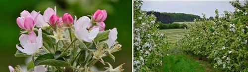 Fleurige appelbloesems in de boomgaard van de Appelfabriek - (c) VLAM