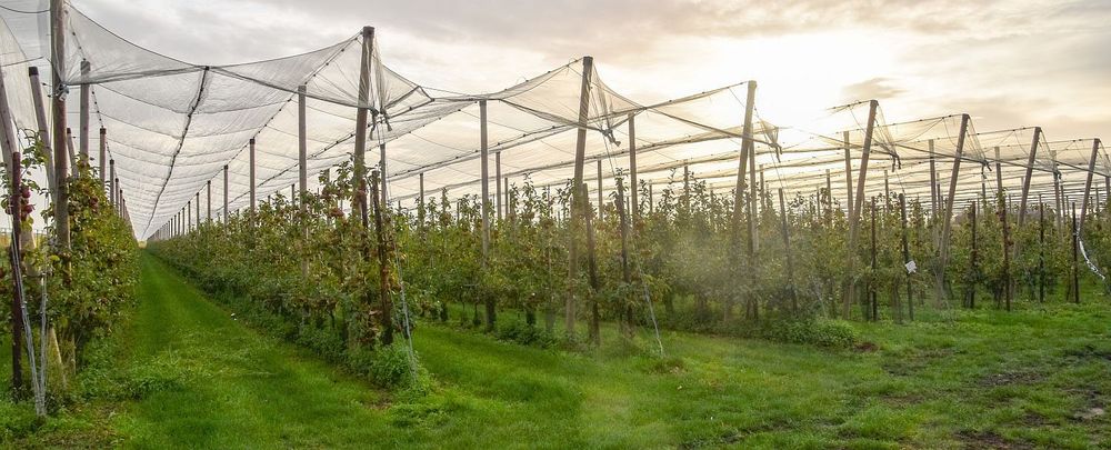 Een boomgaard met Natyra-appels - (c) VLAM, P. De Laet