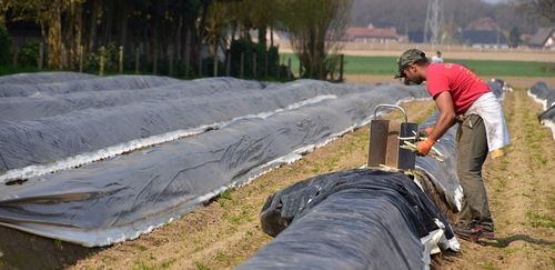 Seizoensmedewerker aan het werk - (c) VLAM, P. De Laet