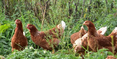 Biokippen mogen vrij buiten rondlopen - (c) VLAM, Patricia De Laet