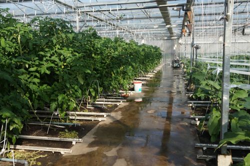 De kassen van Barver - (c) VLAM, Allesoverbio

----

Sort: 2