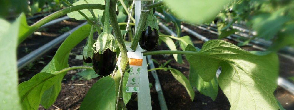 Biogewasbescherming kruipt uit een zakje ... - (c) VLAM, Allesoverbio

----

Sort: 5