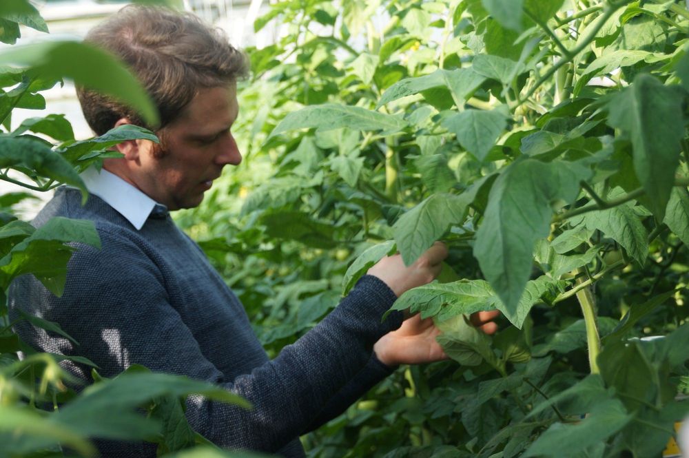 Lawrence Van den Bosch inspecteert de planten - (c) VLAM, Allesoverbio

----

Sort: 4