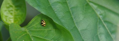 Het lieveheersbeestje is een bondgenoot in de strijd tegen vijandige insecten - (c) VLAM, Allesoverbio

----

Sort: 6