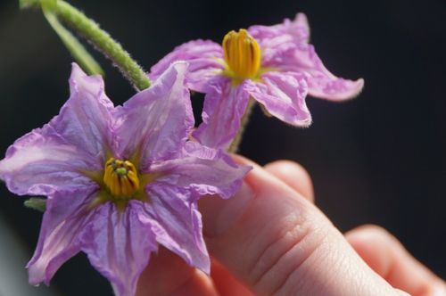 De paarse bloem kondigt de aubergine al aan - (c) VLAM, Allesoverbio