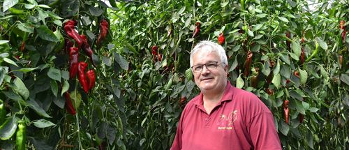 Peter Bartels van Barver in zijn paprikaserre - (c) VLAM, P. De Laet