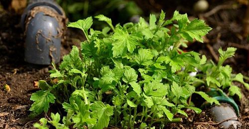 De straffe artemisiaplant - (c) VLAM, P. De Laet