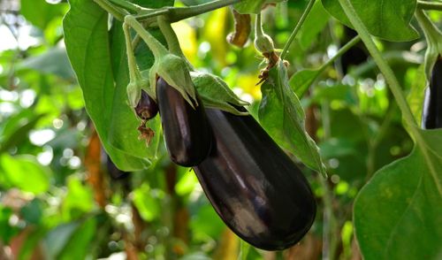 De aubergine-familie - (c) VLAM, Patricia De Laet

----

Sort: 3