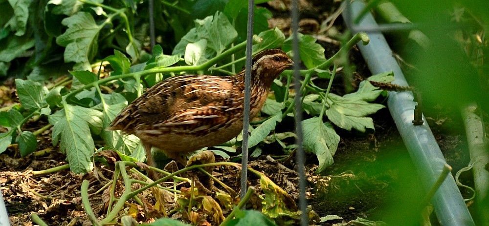 Kwartels als onkruidmachines: 