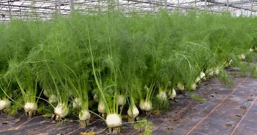 Een bos van venkelplanten bij Jonaver - (c) VLAM, Patricia De Laet