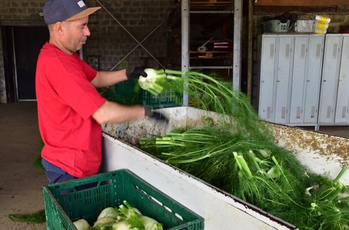 Verwerking van de venkel bij Jonaver - (c) VLAM, Patricia De Laet
