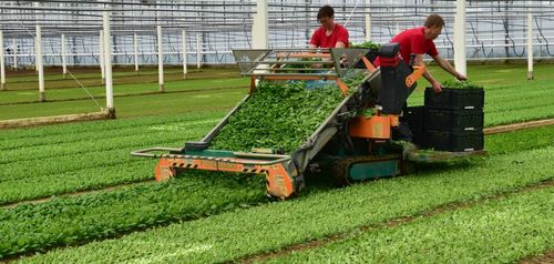 Met een machine wordt de jonge spinazie geplukt - (c) VLAM, Patricia De Laet