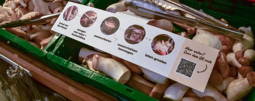 Nog een innovatie van Bio-Planet: champignons geteeld op broodoverschotten - (c) VLAM, Patricia De Laet

----

Sort: 3