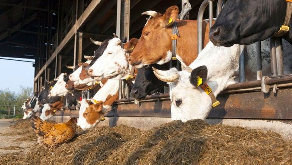 Biokoeien in de stal