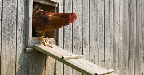 Deze biokip gaat op pad!