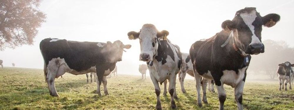 Biologische koeien in de wei - (c) VLAM