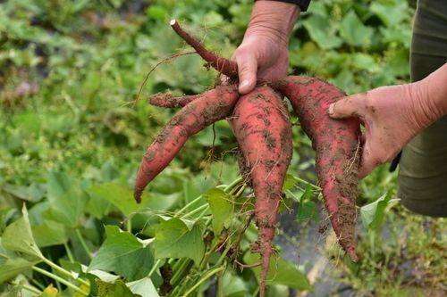 Biobataten vers uit de grond - (c) VLAM, Patricia De Laet